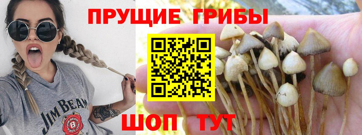 Новодвинск  Галлюциногенные грибы Cubensis  Вход с VPN  Псилоцибиновые грибы Psilocybe 